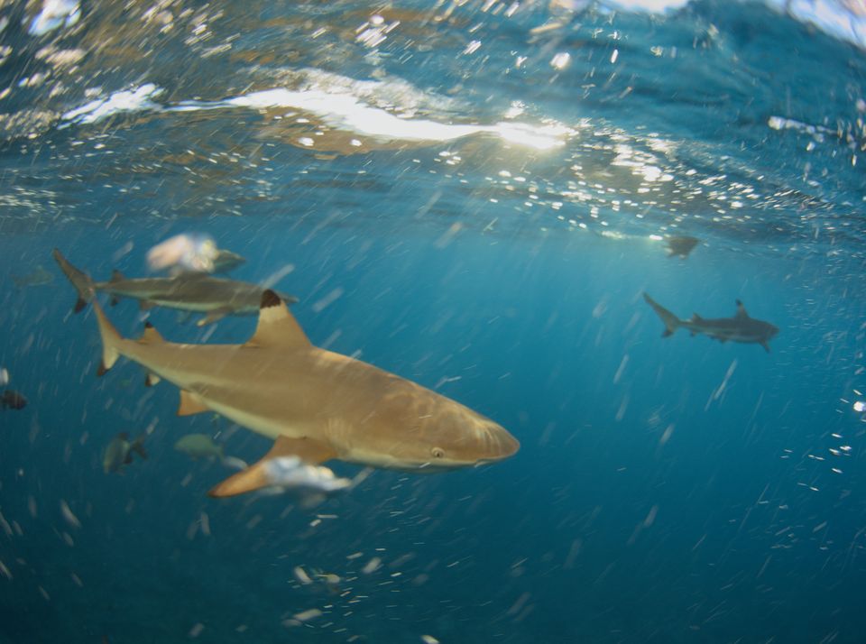 Blacktip reef sharks through the bait, Yap