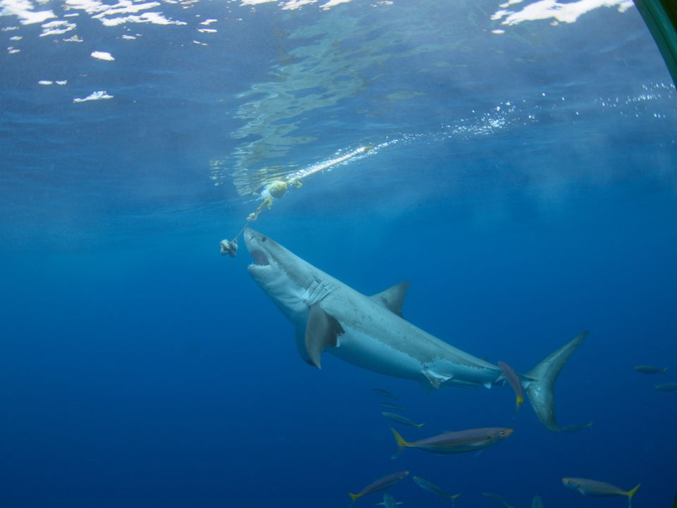 Great white shark rising, Guadalupe Island, Mexico