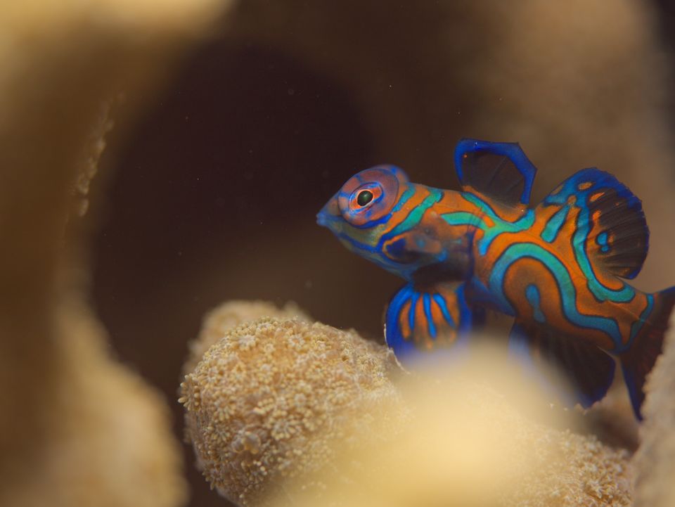 Mandarinfish, Yap