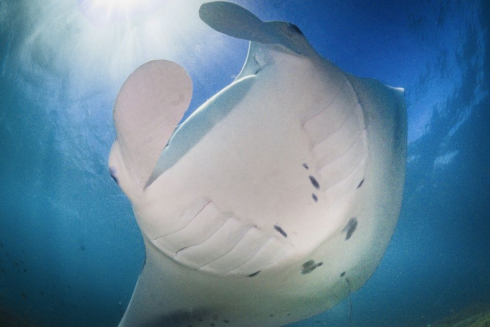 Manta ray from below, Yap
