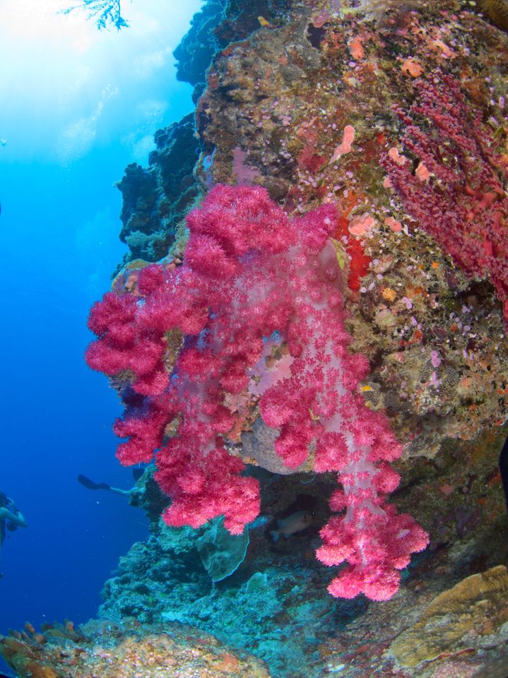 Soft coral, Palau